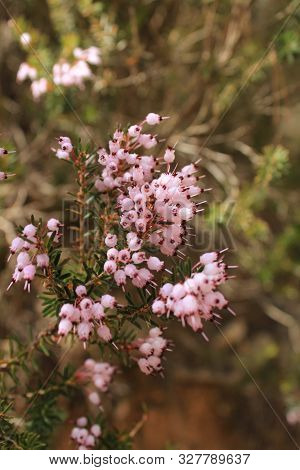 Erica Canaliculata Pink Flowers In The Mountain In Spring