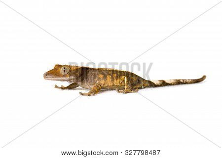 Juvenile Harlequin Crested Gecko Isolated On White Background