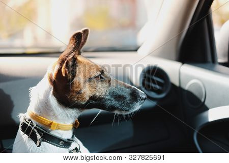 Fox Terrier Sitting In A Car And Waiting For His Owner. The Concept Of Transporting Pets In The Car,