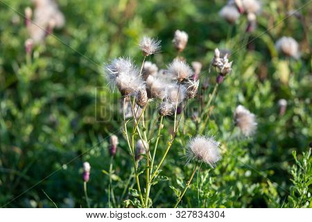 Eriophorum Bushes In The Field In Summer