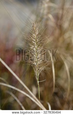 Fountain Grass Hameln - Latin Name - Cenchrus Alopecuroides Hameln (pennisetum Alopecuroides Hameln)