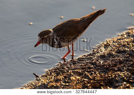 Lone Three-banded Plover Foraging For Insects In The Shallow Water