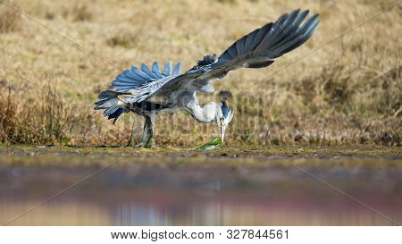 Grey Heron Catching A Fish In A Dam Covered In Water Grass