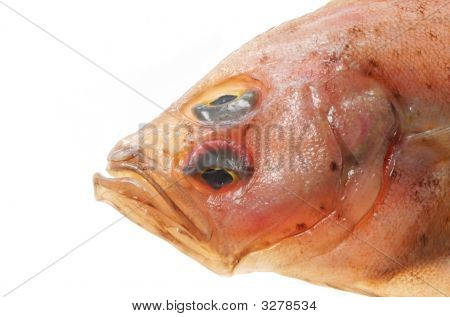 Pakambala průsvitná zblízka