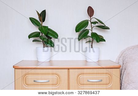 Two Ficus Plants In White Ceramic Flower Pots Stand On A Chest Of Drawers In The Room. Ficus Elastic