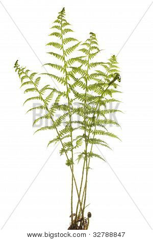 Young Fern