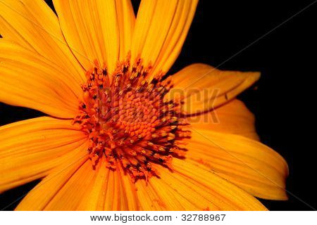 Bua Tong Blume