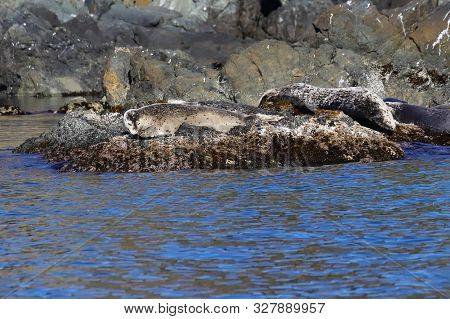 Spotted Seals Phoca Largha In Natural Habitat. Group Of Seals On The Rocky Coast. Wild Animals On Th
