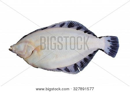 Alive Flatfish Pleuronectes Obscurus Isolated On White Background.