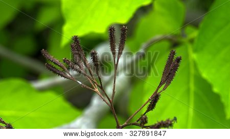 Close Up Of Pisonia Seed Burrs On A Tree At Heron Island