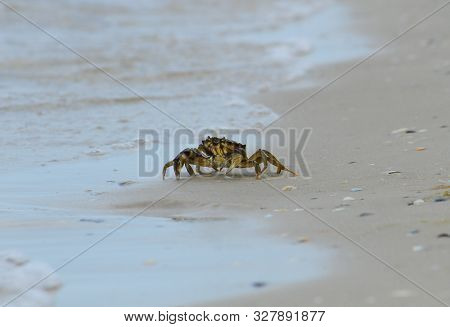 Sea Crab In The Sand Near The Water. Close-up