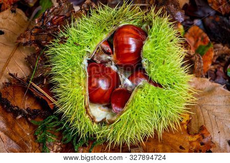 Beautiful Brown Chestnut In Its Green Prickley Shell, Picture Taken In The Netherlands In National P