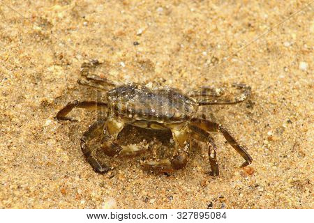 Japanese Rock Crab (cancer Amphioetus) On Sand Closeup.