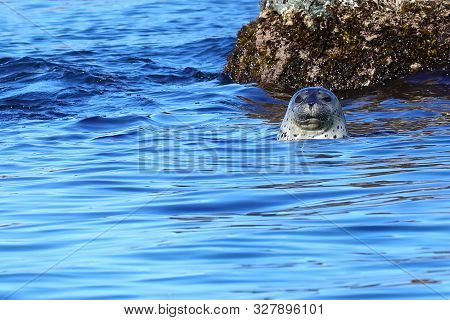 Spotted Seal Phoca Largha In Natural Habitat. Seal Looking From Water, Head And Cute Face With Musta