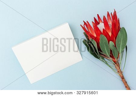 Exotic Big Flower Protea With Red Petals And Green Leaves With Paper Blank Letter On Blue Background