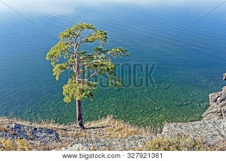 Lonely Pine Tree On The Rocky Shore Of Lake Turgoyak In The Southern Urals, The Lake Is Also Called 