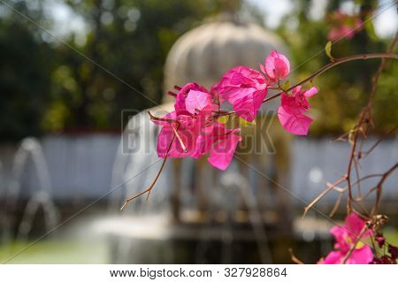 Branch Of Bougainvillea Flower In Saheliyon Ki Bari Gardens Or Courtyard Of The Maidens In Udaipur. 
