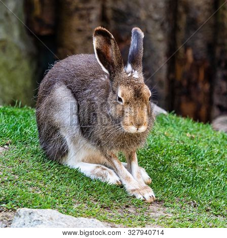 Mountain Hare, Lepus Timidus, Also Known As The White Hare.