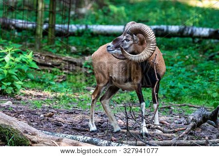 European Mouflon, Ovis Orientalis Musimon. Wildlife Animal.