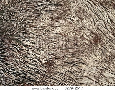 Girl Hand Brushes Horse Winter Fur  From Muddy Pieces And Dust. Light Reflection