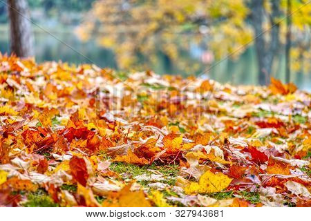 Coloured Maple Leaves In The Fall. Well Convey The Mood Of Autumn Close Up Orange Leaves On Ground W