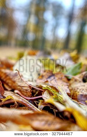 Coloured Maple Leaves In The Fall. Well Convey The Mood Of Autumn Close Up Orange Leaves On Ground W