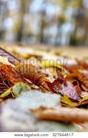 Coloured Maple Leaves In The Fall. Well Convey The Mood Of Autumn Close Up Orange Leaves On Ground W