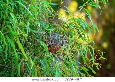 Green Tree Ants Sometimes Called Weaver Ants Build Balloon-shaped Nests Among The Foliage Of Trees A