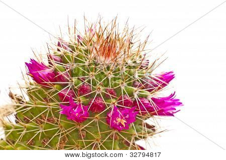 Cacto