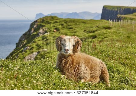 Sheep Lamb Grazing On The Faroe Islands Green Meadows. Scenery