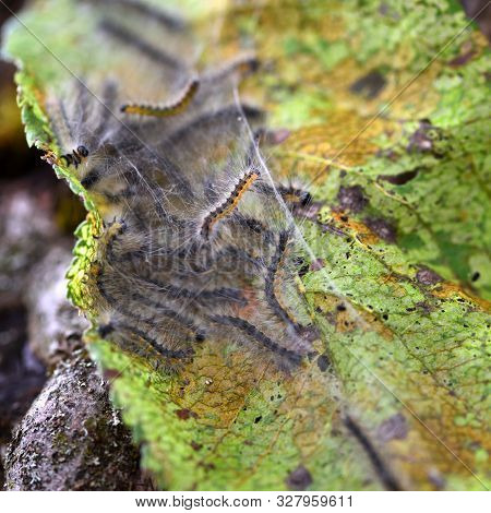 Caterpillars Of The Aporia Crataegi (black-veined White) Eating Apple Leaves, Close Up Macro Detail,