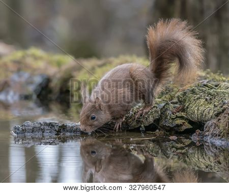 Eurasian Red Squirrel (sciurus Vulgaris) Drinking Water In A Pool In The Forest Of Noord Holland (hu