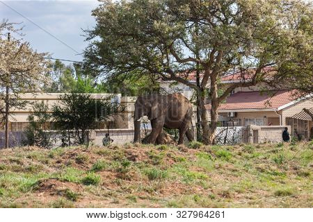 Botswana's Growing Elephant Population Creates Conflict with Humans, residents in the villages agree to lift the ban