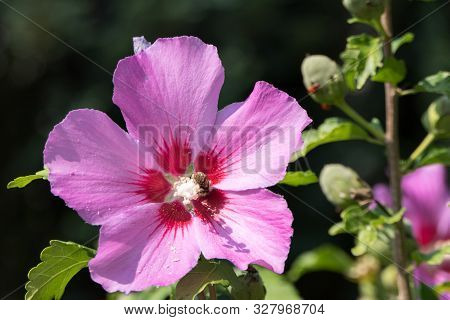 A Beautiful Pink Flower Surrounded By Green Branches