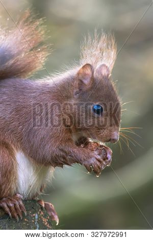 Portrait Of A Eurasian Red Squirrel (sciurus Vulgaris) Eating A Hazelnut On A Branch. In The Forest 