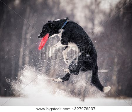 Border Collie In Jump With The Disc In Winter Park