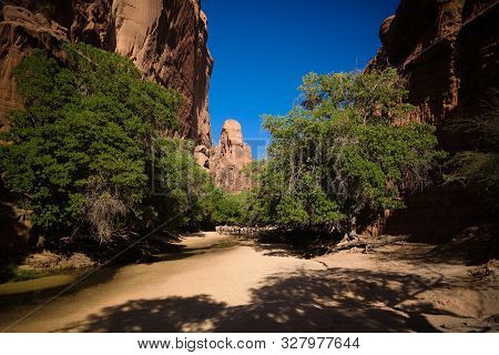 Portrait Of Drinking Camels In Canyon Aka Guelta Bashikele In East Ennedi, Chad