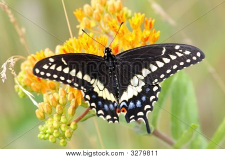 Černá Otakárek Butterfly (Papilio Polyxenes)