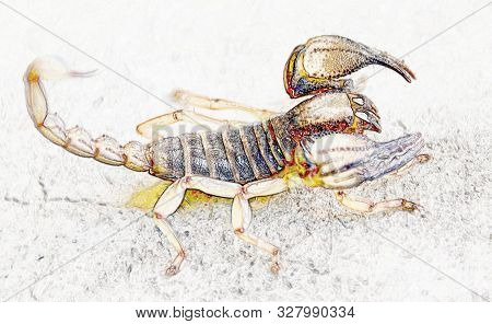 Close Up Of A Smooth Head Digging Scorpion