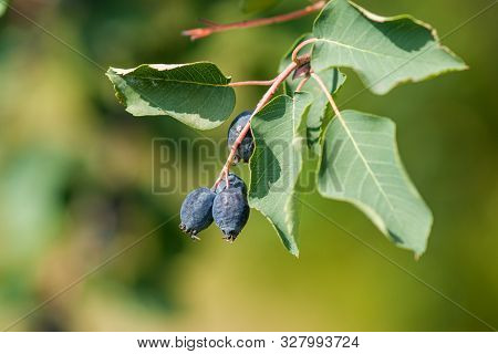 Branch Irga (amelanchier) With Ripe Blue Berries And Green Leaves. Close - Up On A Green Background 