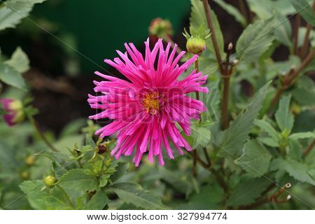 Magenta Color Dalia Flower In The Park