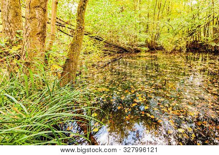 Pond In The Forest With Crystal Clear Water, Dry Leaves And Beautiful Reflection In The Water With G