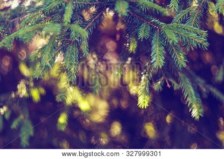 Festive Christmas Background With Sprigs Of Spruce And Glare Of Light. Mysterious Forest Background.