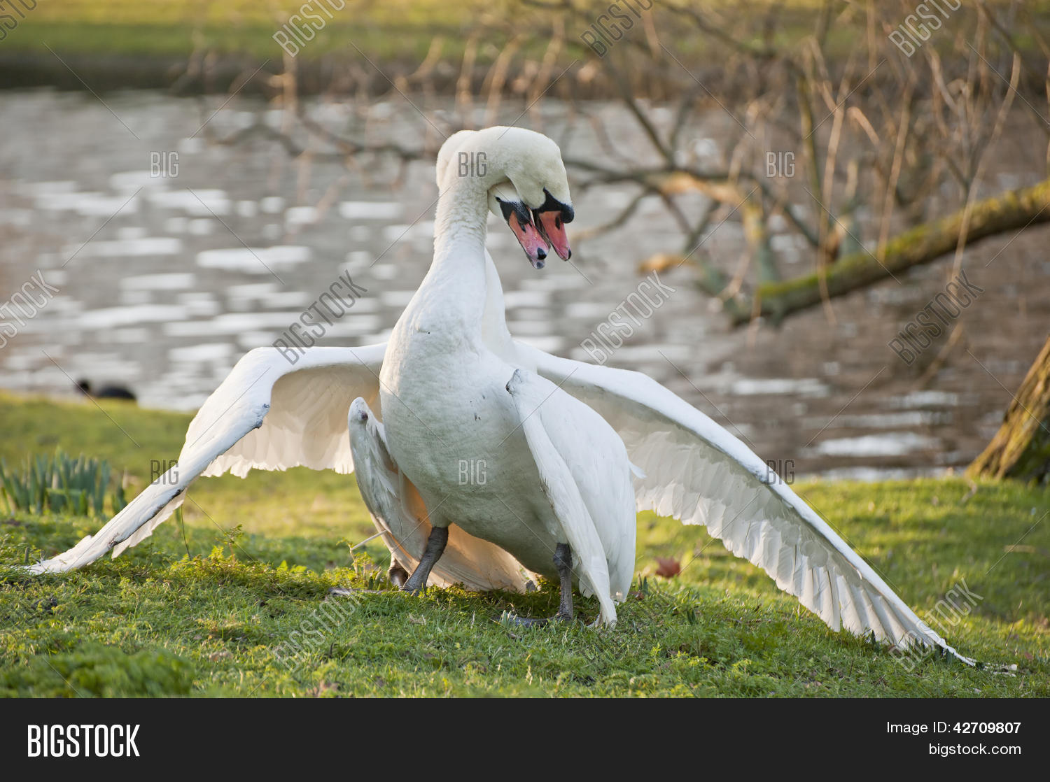 Mute Swans Display Image & Photo (Free Trial) Bigstock