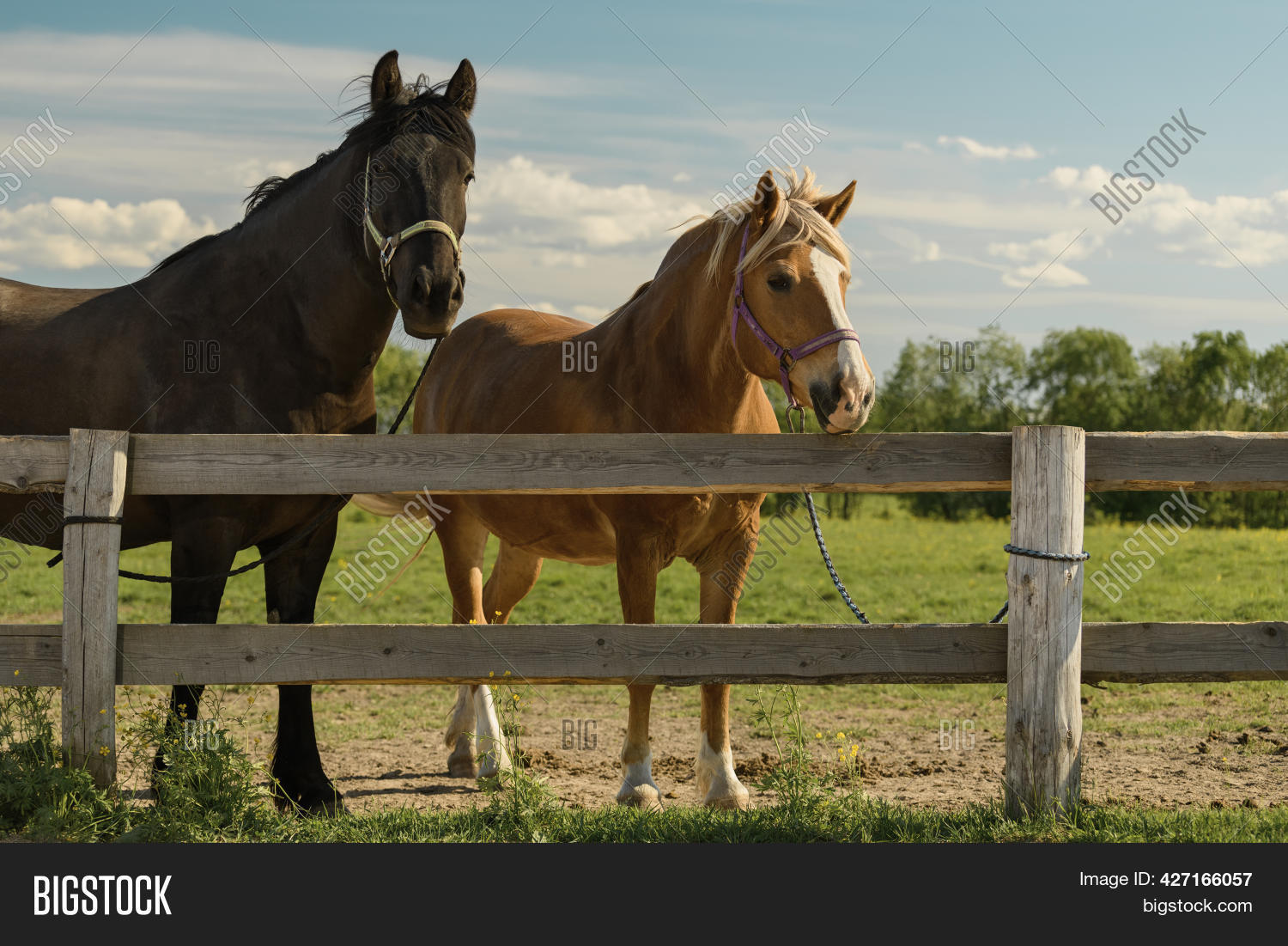 Two Horses Halters Image & Photo (Free Trial) Bigstock