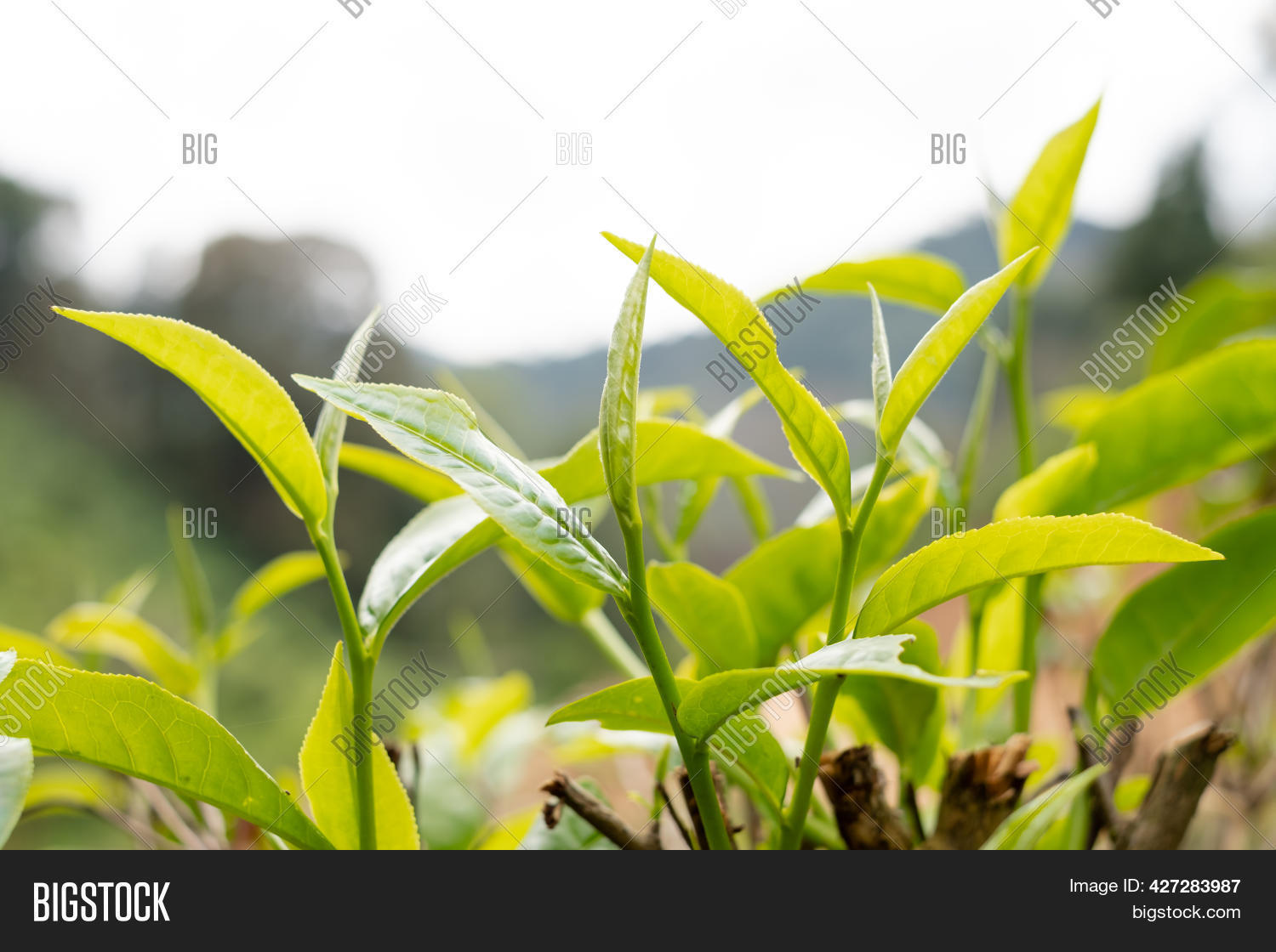 Top Tea Leaves, Image & Photo (Free Trial) Bigstock