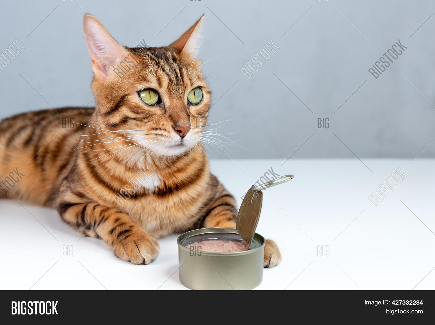 Feeding Your Bengal Image & Photo (Free Trial) Bigstock
