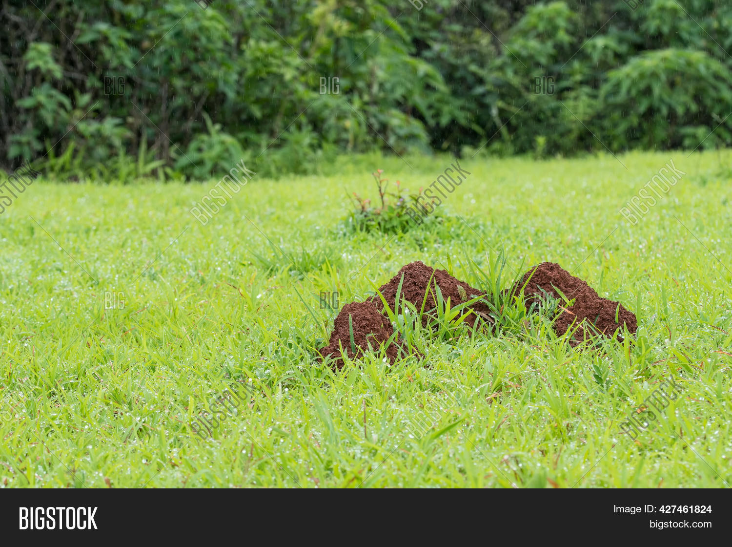 Photos Anthills Made Image & Photo (Free Trial) Bigstock