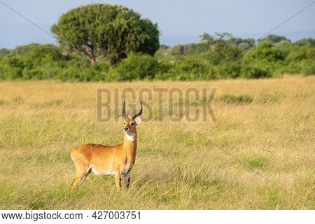 Uganda Kob (kobus Thomasi), Queen Elizabeth National Park, Uganda