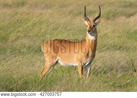 Uganda Kob (kobus Thomasi), Queen Elizabeth National Park, Uganda